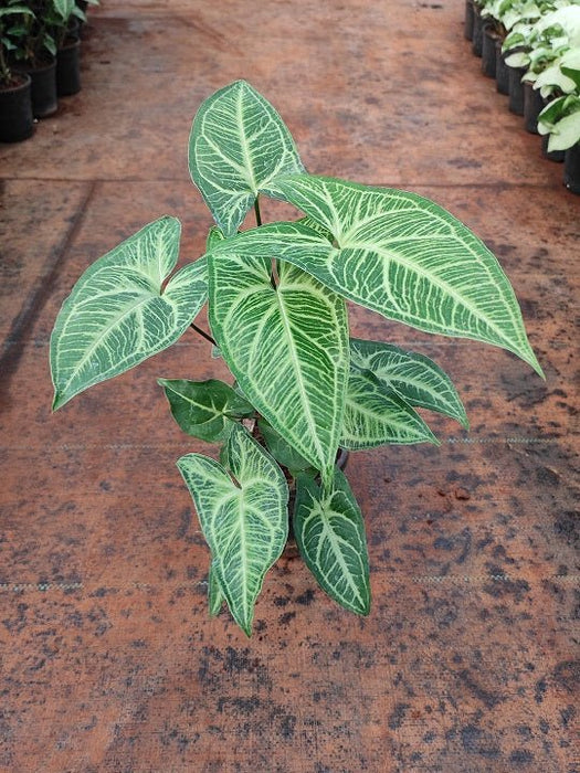 Syngonium (White Butterfly) Plant in 4 inch (10 cm) Pot - Nurserylive Pune