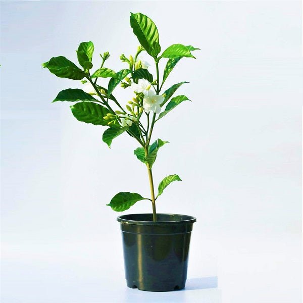 Tagar (Double) - Plant - Nurserylive Pune