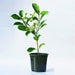 Tagar (Double) - Plant - Nurserylive Pune