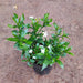 Tagar (Mini) - Plant - Nurserylive Pune