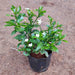 Tagar (Mini) - Plant - Nurserylive Pune