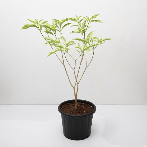 Tagar Variegated - Plant - Nurserylive Pune