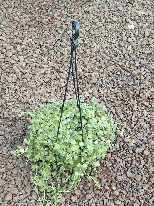 Tangled Heart (Hanging Basket) - Plant - Nurserylive Pune
