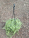 Tangled Heart (Hanging Basket) - Plant - Nurserylive Pune