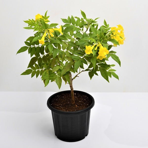 Tecoma (Shrub, Any Color) - Plant - Nurserylive Pune