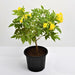 Tecoma (Shrub, Any Color) Plant in 8 inch (20 cm) Pot - Nurserylive Pune