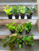 Top 10 Air Purifier Plants Pack - Nurserylive Pune