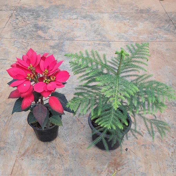 Top 2 Joyful Christmas Foliage Plants Pack - Nurserylive Pune