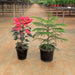 Top 2 Joyful Christmas Foliage Plants Pack - Nurserylive Pune