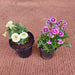 Top 2 Winter Flower Plants - Nurserylive Pune