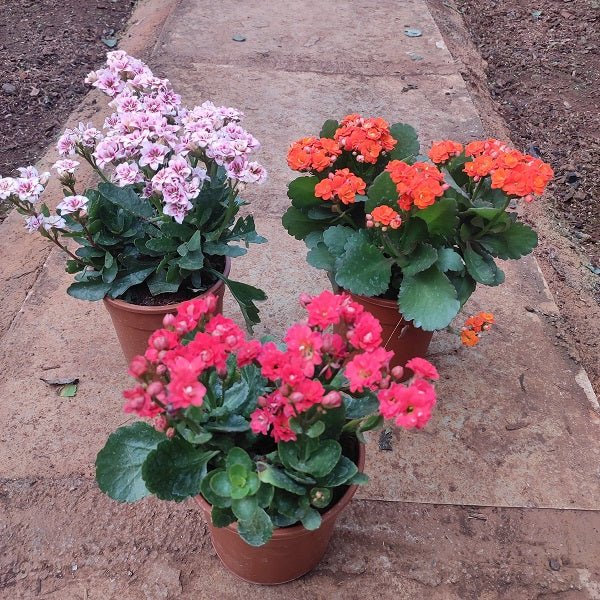 Top 3 Beautiful Kalanchoe Flowers of the Season - Nurserylive Pune