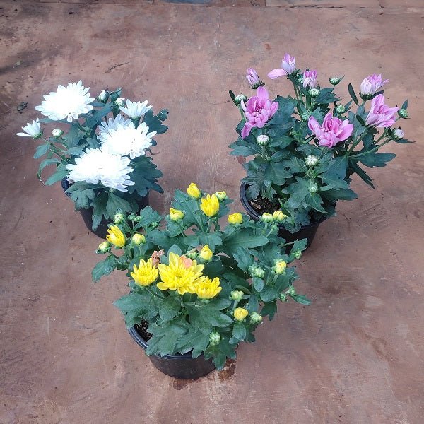 Top 3 Beautiful Shevanti Flowers of the Season - Nurserylive Pune