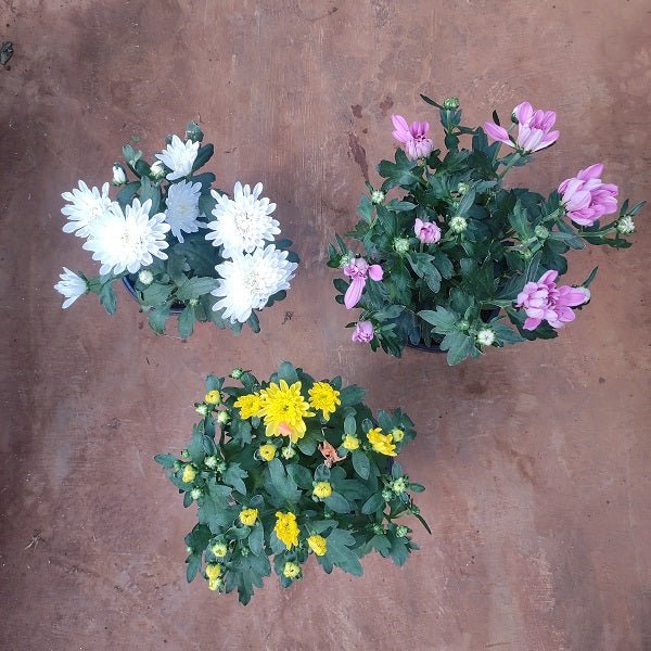 Top 3 Beautiful Shevanti Flowers of the Season - Nurserylive Pune