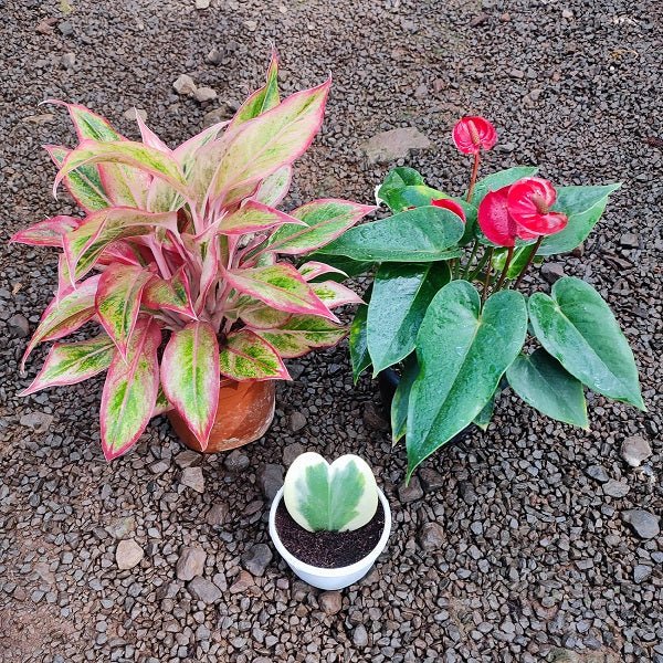 Top 3 Beautiful Valentine’s Plants Pack - Nurserylive Pune