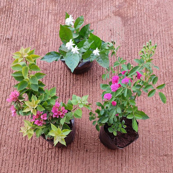 Top 3 Flowering plants to Enhance Garden Beauty - Nurserylive Pune