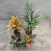 Top 4 Colorful Foliage House Plants for Indoor Decoration - Nurserylive Pune