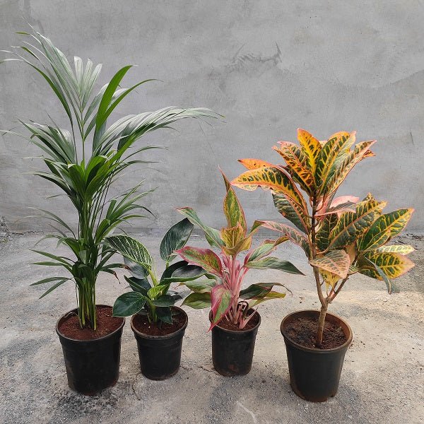 Top 4 Colorful Foliage House Plants for Indoor Decoration - Nurserylive Pune