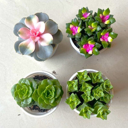 Top 4 Cute Succulents Pack - Nurserylive Pune