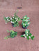 Top 4 Jasmine Flowering Plants for Fragrance - Nurserylive Pune