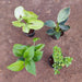 Top 4 Plants to Bring Good Fortune and Prosperity - Nurserylive Pune