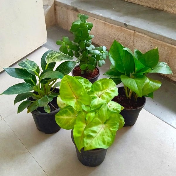 Top 4 Plants to Bring Good Fortune and Prosperity - Nurserylive Pune