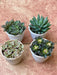 Top 4 Succulents Pack - Nurserylive Pune