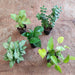 Top 5 Lucky Charms Plants Pack - Nurserylive Pune