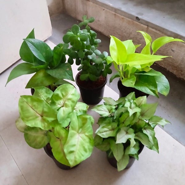 Top 5 Lucky Charms Plants Pack - Nurserylive Pune