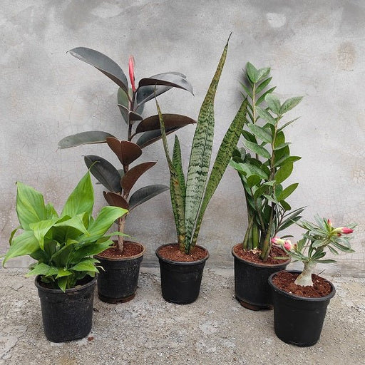 Top 5 No Fail Plants - Nurserylive Pune