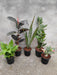 Top 5 No Fail Plants - Nurserylive Pune