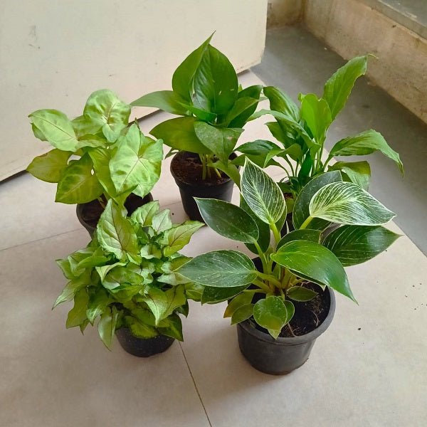 Top 5 Oxygen Bomb Plants Pack - Nurserylive Pune