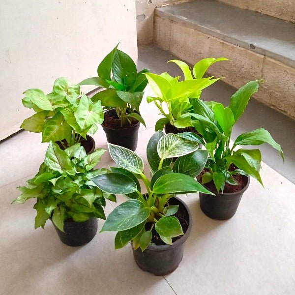 Top 6 Pollution Killer Plants Pack - Nurserylive Pune