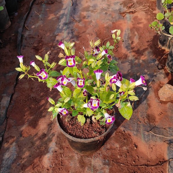 Torenia (Any Color) - Plant - Nurserylive Pune