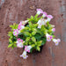Torenia (Pink) - Plant - Nurserylive Pune