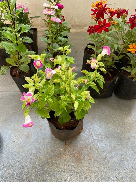 Torenia (Pink) - Plant - Nurserylive Pune