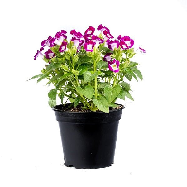 Torenia (Purple) - Plant - Nurserylive Pune