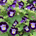 Torenia (Violet) - Plant - Nurserylive Pune