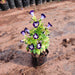 Torenia (Violet) - Plant - Nurserylive Pune
