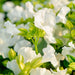 Torenia (White) - Plant - Nurserylive Pune