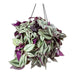 Tradescantia Zebrina (Hanging Basket) - Plant - Nurserylive Pune