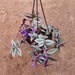 Tradescantia Zebrina (Hanging Basket) - Plant - Nurserylive Pune