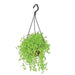 Turtle Vine (Hanging Basket) - Plant - Nurserylive Pune