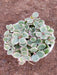 Variegated elephant bush, Jade plant variegated Succulent Plant in 3 inch (8 cm) Pot - Nurserylive Pune