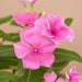 Vinca, Catharanthus roseus (Pink) - Plant - Nurserylive Pune