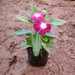 Vinca, Catharanthus roseus (Red) - Plant - Nurserylive Pune