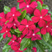 Vinca, Catharanthus roseus (Red) - Plant - Nurserylive Pune