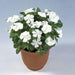 Vinca, Catharanthus roseus (White) - Plant - Nurserylive Pune