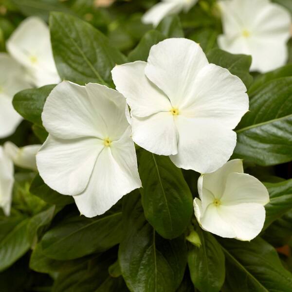 Vinca, Catharanthus roseus (White) - Plant - Nurserylive Pune