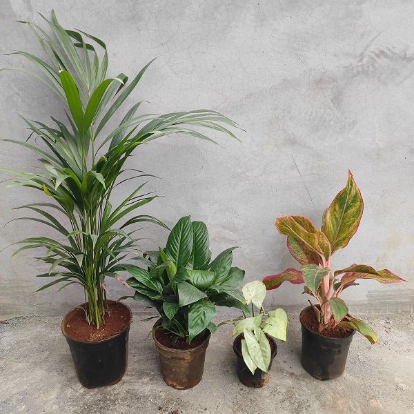 Winter Special Top 4 Air Purifier Plants Pack - Nurserylive Pune
