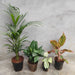 Winter Special Top 4 Air Purifier Plants Pack - Nurserylive Pune
